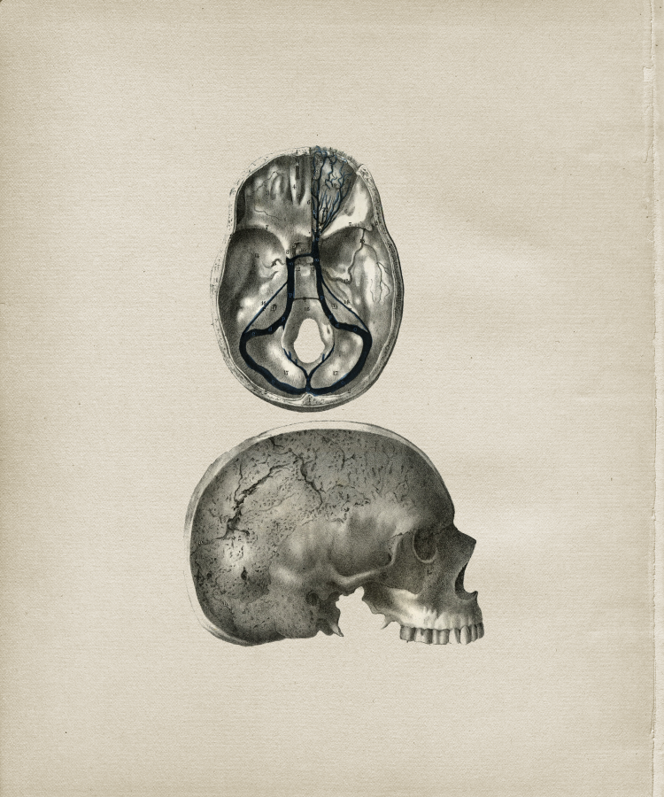 Skull Anatomy Print