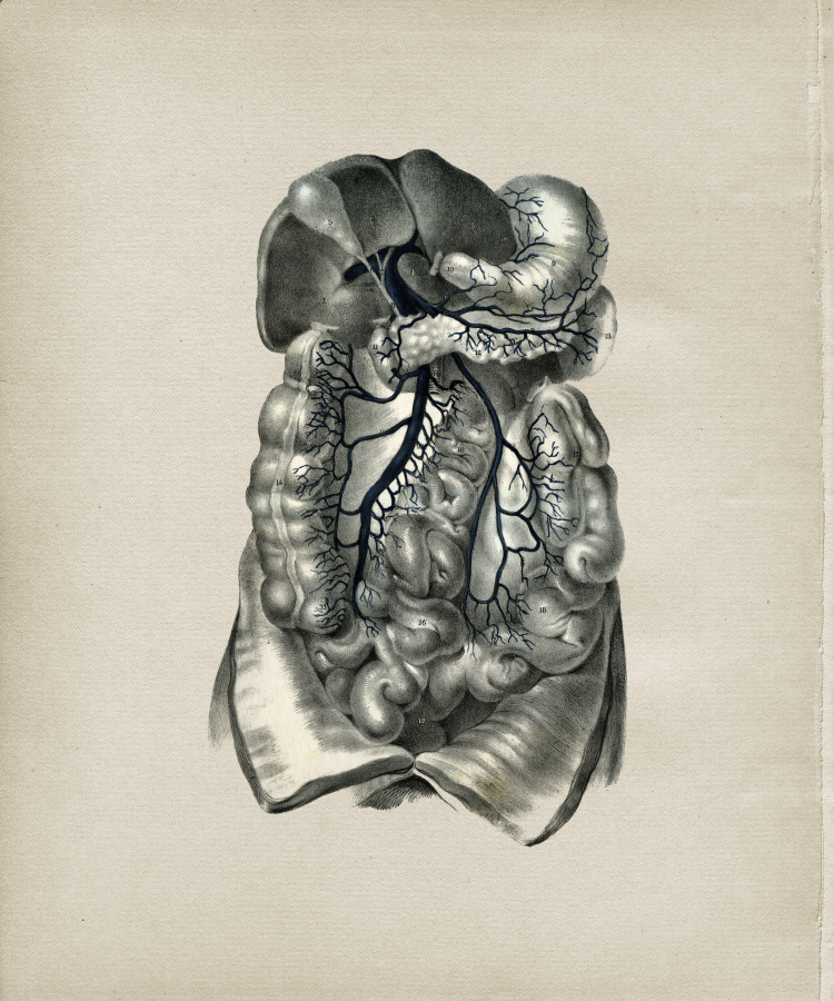 Internal Anatomy Print
