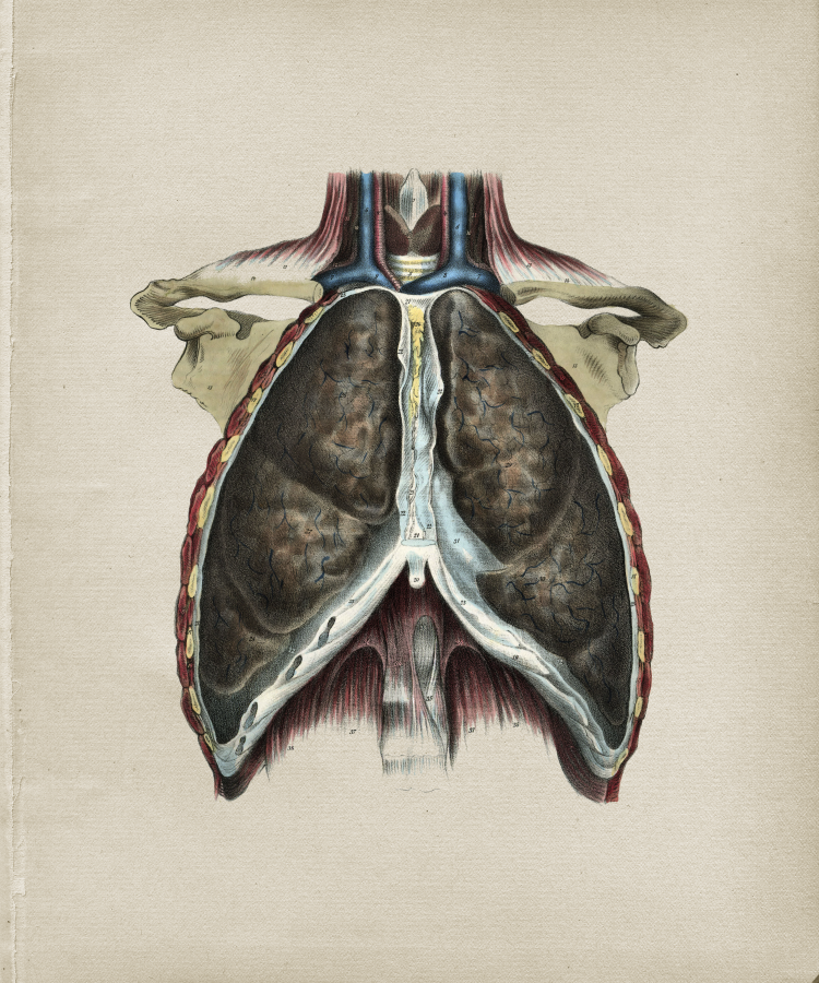 Lung Anatomy Print