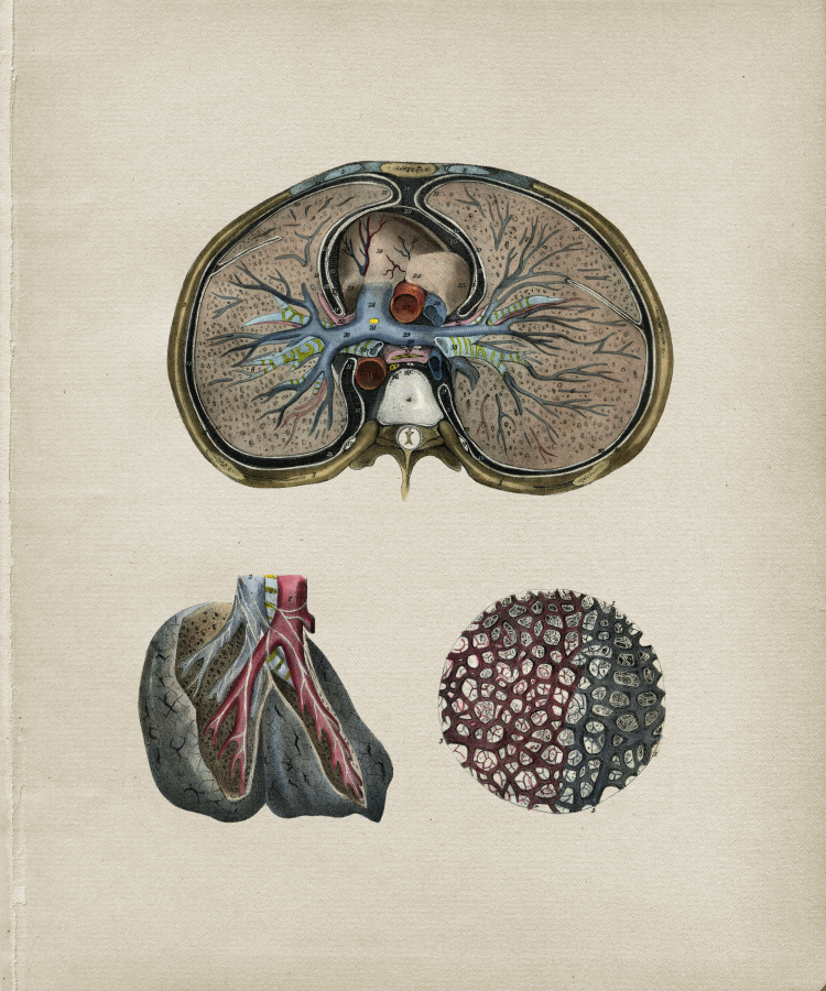 Lung Anatomy Print