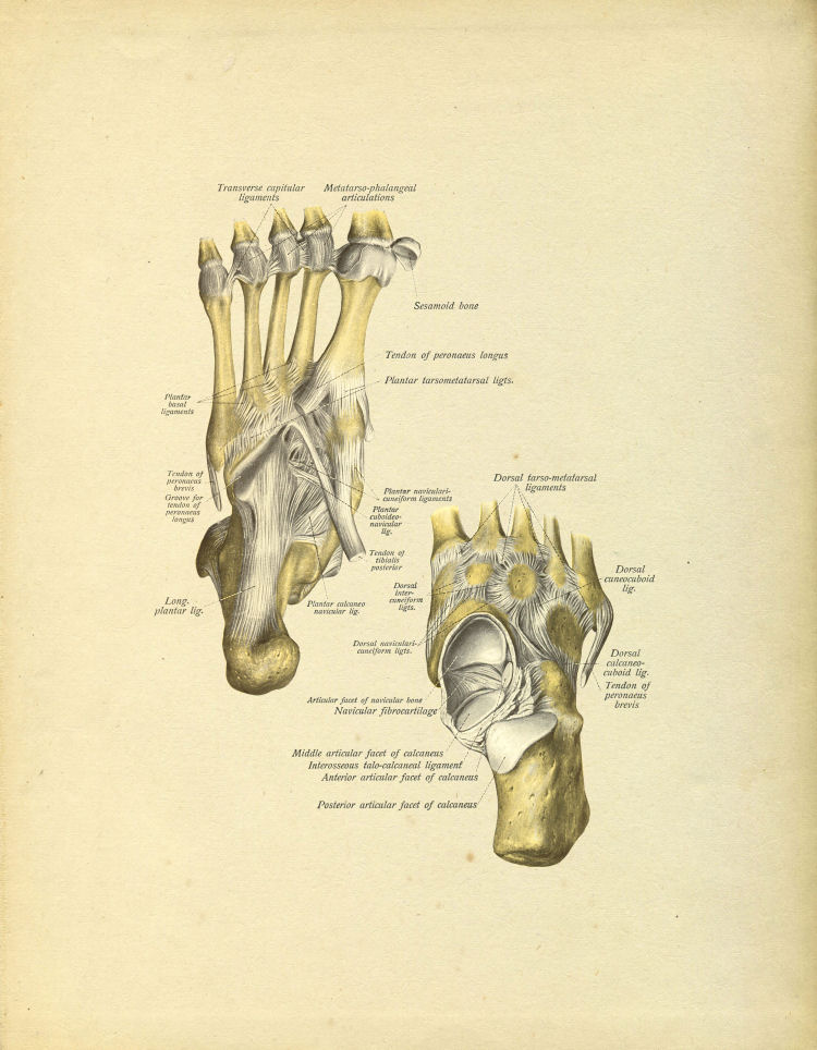 Foot Bones Print