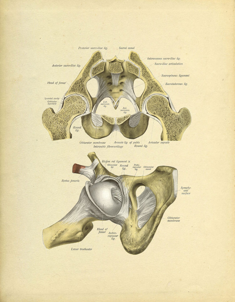 Hip Joint Print