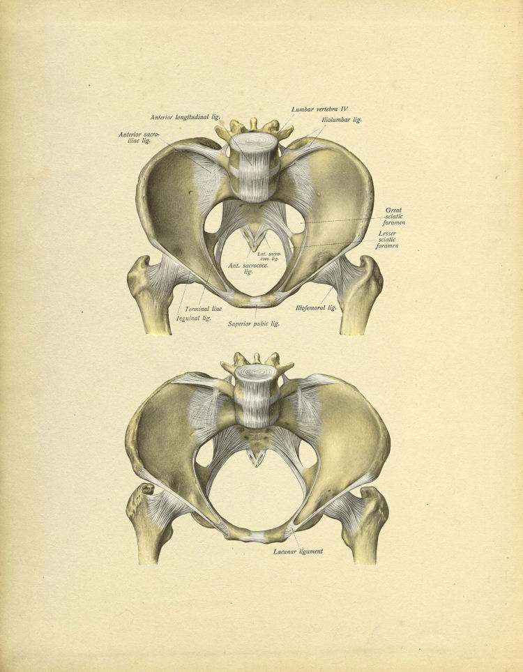 Pelvis Anatomy Print