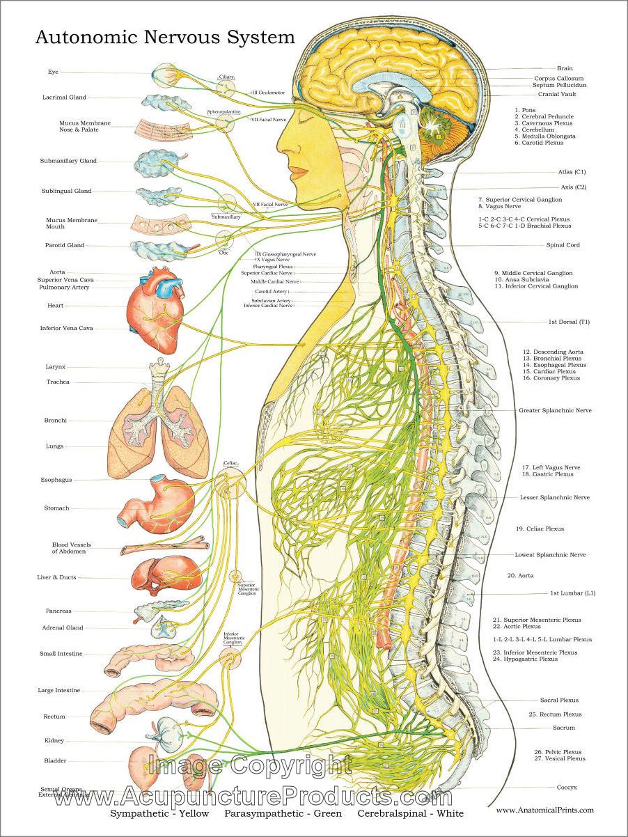 Autonomic Nervous System Chart