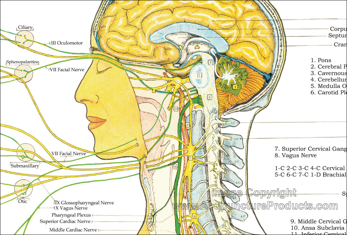 Autonomic Sympathetic Nervous System Chart