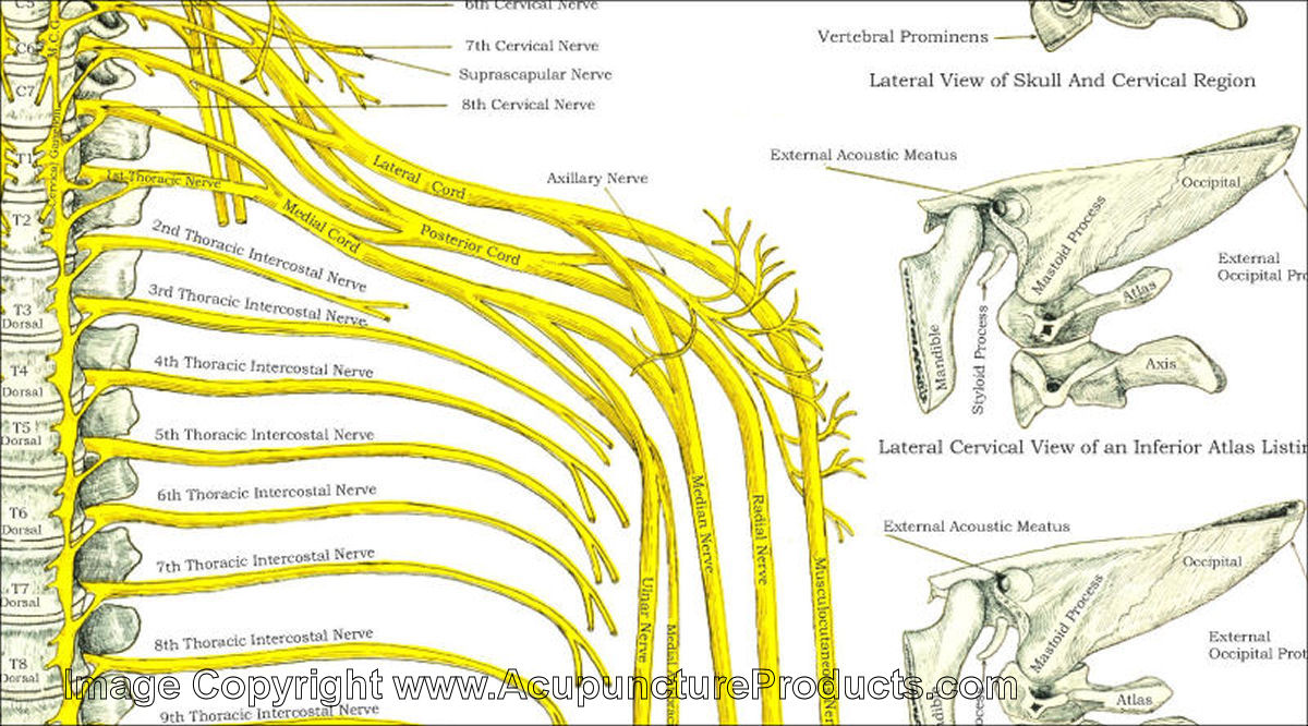Cervical Spinal Nerves and Subluxation Chart