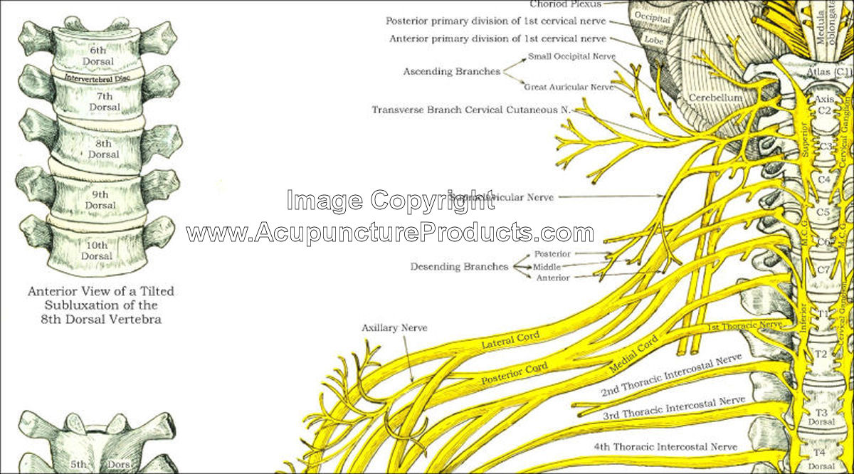The Spinal Nerves Chart 20x26 Spinal Nerve Spinal Nerves Anatomy Images