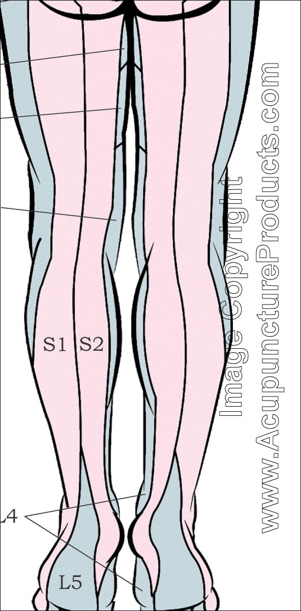 Dermatomes of the Body Poster