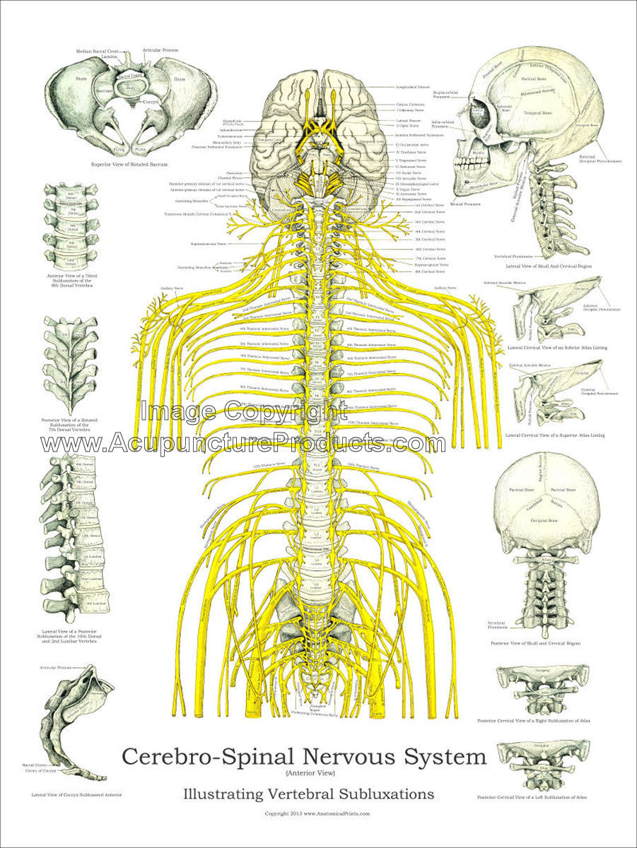 Vertebral Subluxation Spinal Nerves Chart