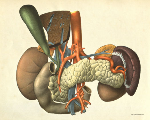 Anatomical Print