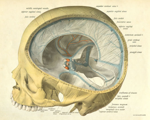 Anatomical Print