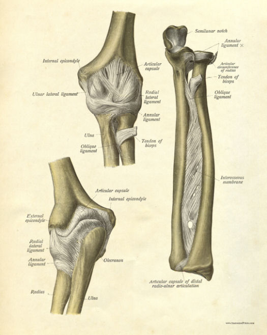 Anatomical Print