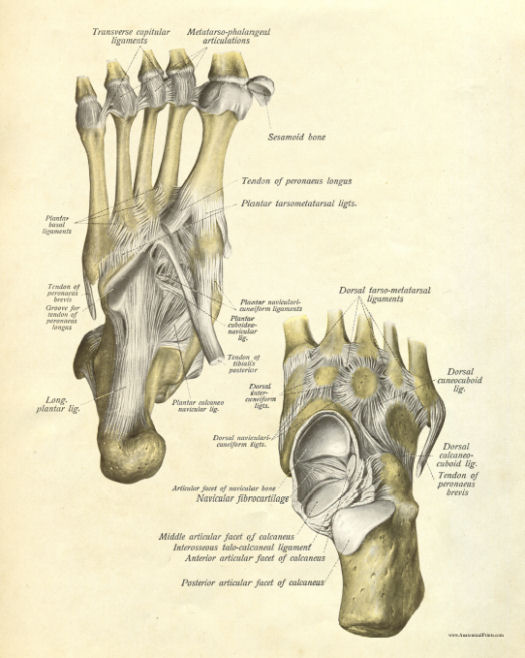 Anatomical Print