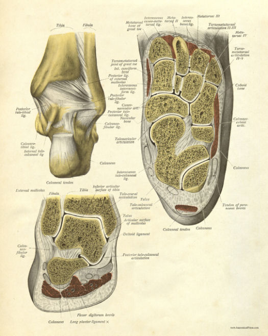 Anatomical Print