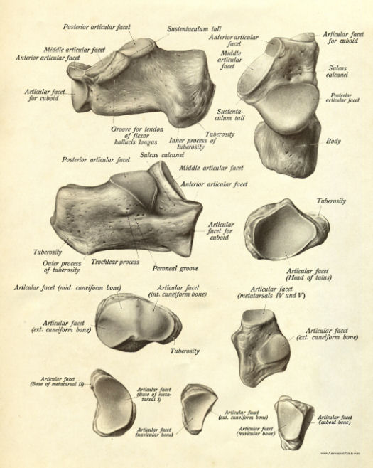 Anatomical Print