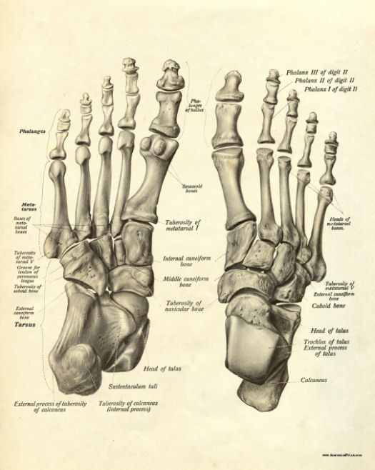 Anatomical Print
