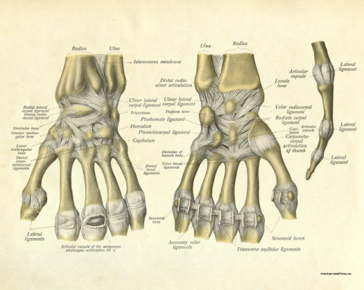 Anatomical Print