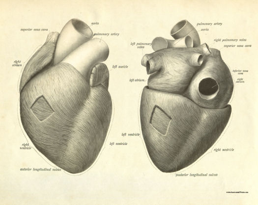 Anatomical Print