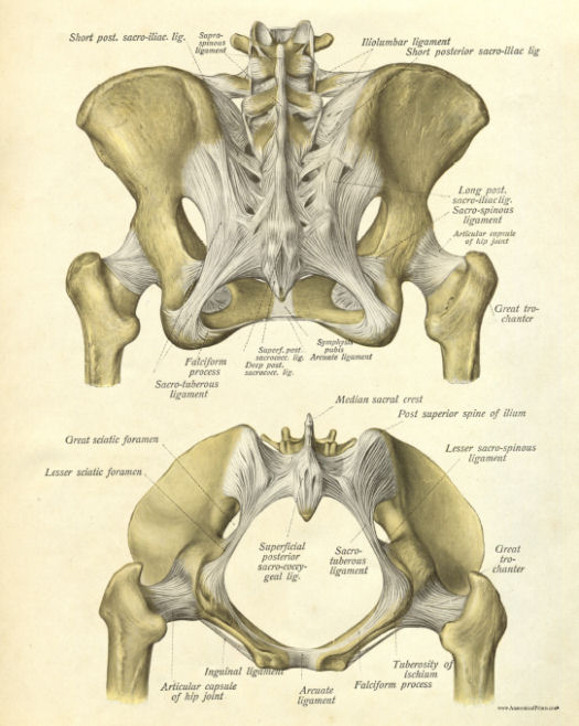 Anatomical Print