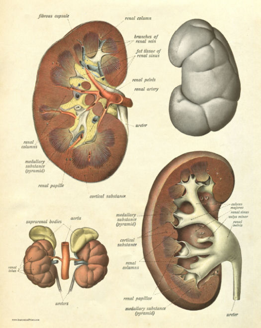 Anatomical Print
