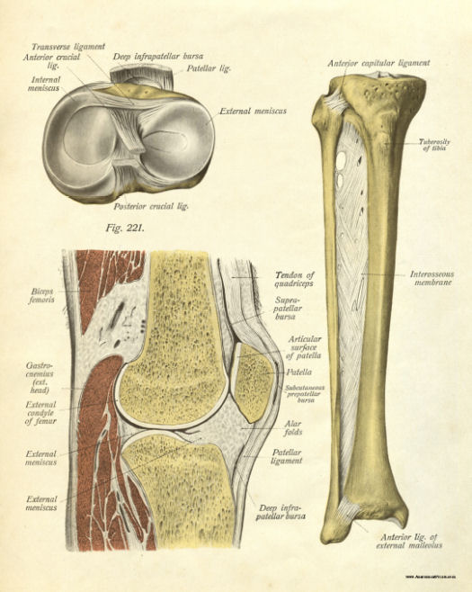 Anatomical Print