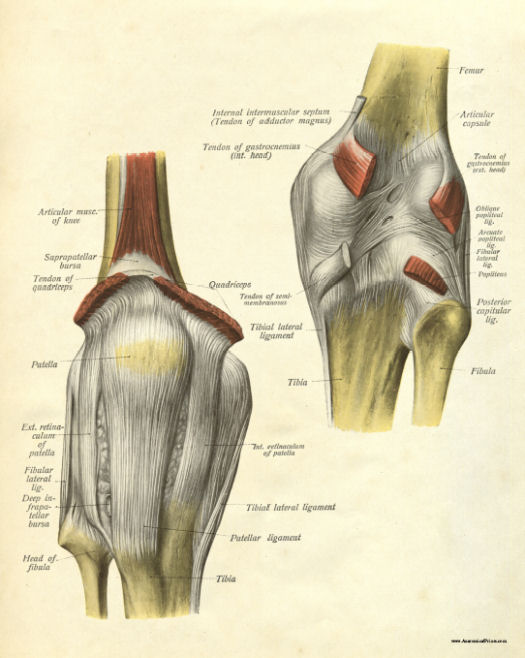 Anatomical Print