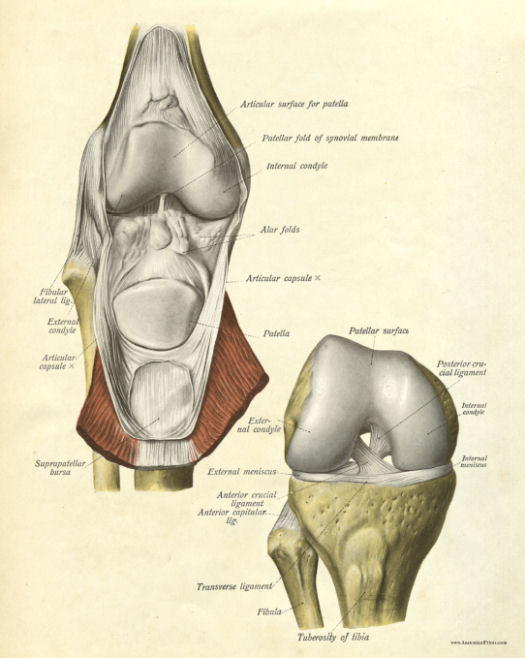 Anatomical Print