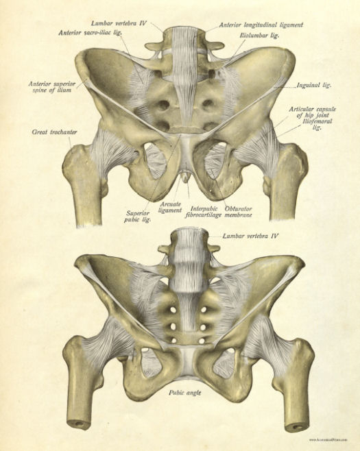 Anatomy Of The Pelvic Bone : 5: Pelvis and Perineum | Basicmedical Key