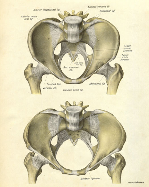 Anatomical Print