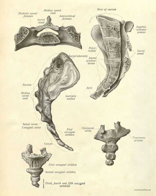 Anatomical Print