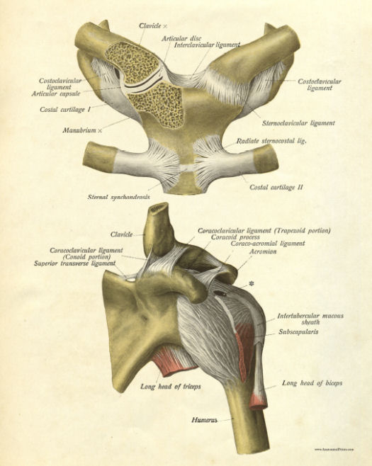 Anatomical Print