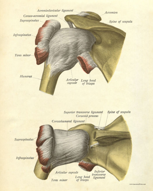 Anatomical Print