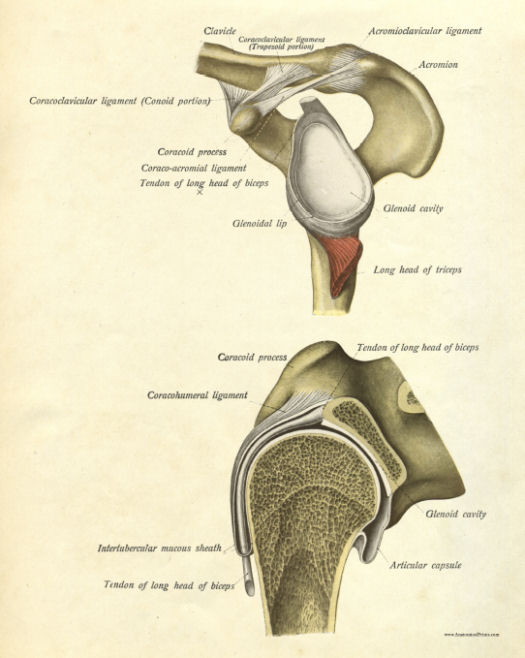 Anatomical Print
