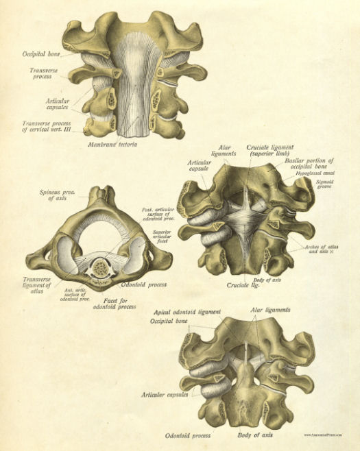 Anatomical Print