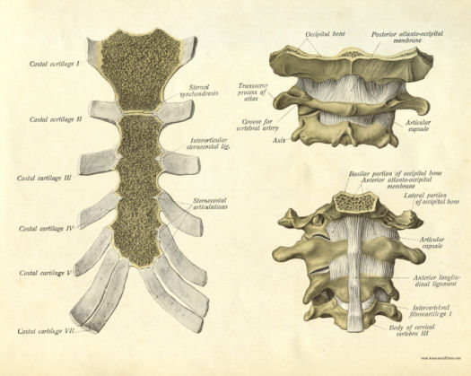 Anatomical Print