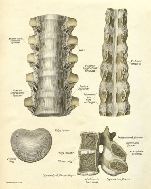 Anatomical Print