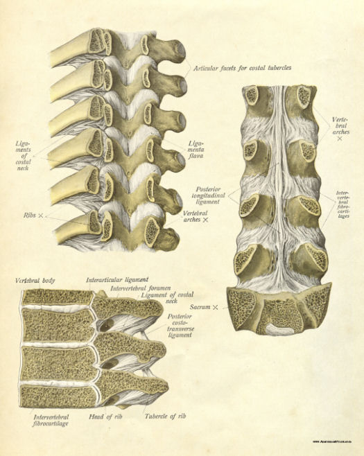 Anatomical Print