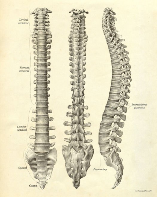 Anatomical Print