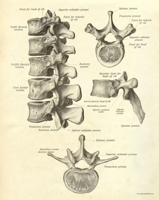 Anatomical Print