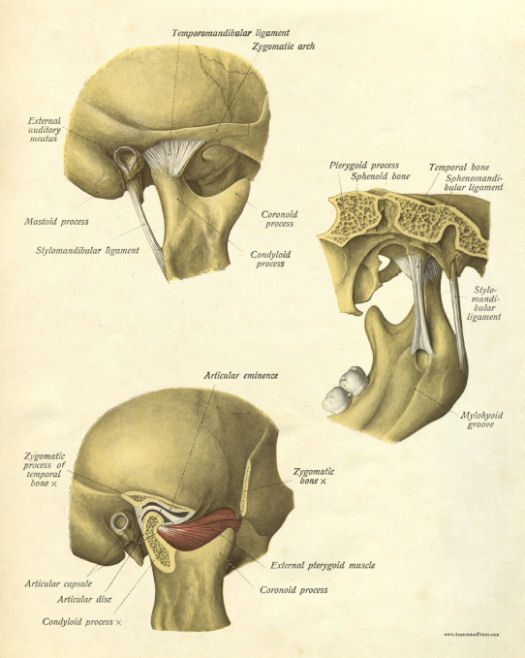 Anatomical Print