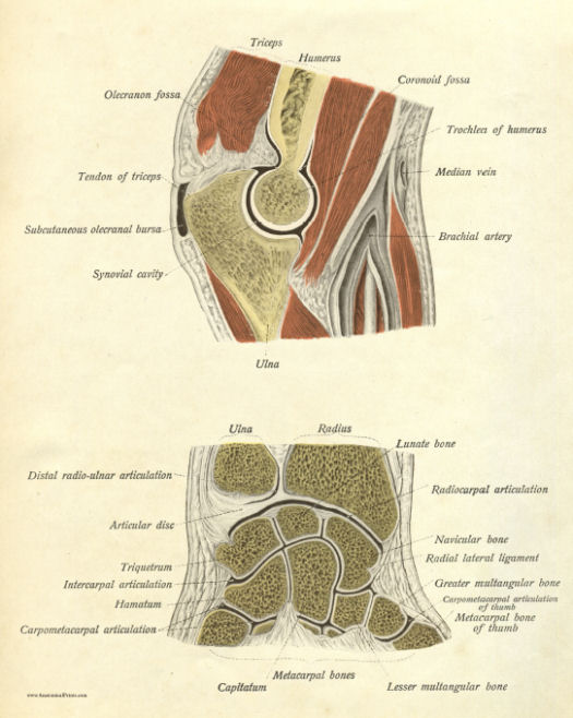 Anatomical Print