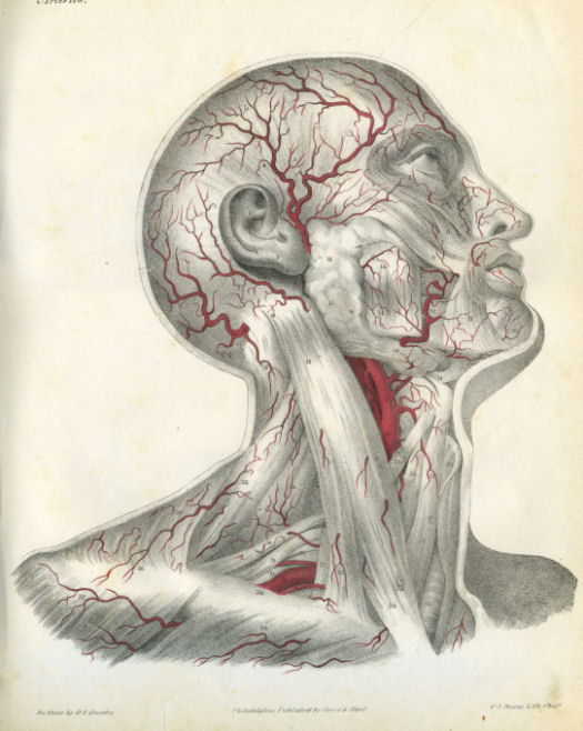Anatomical Print