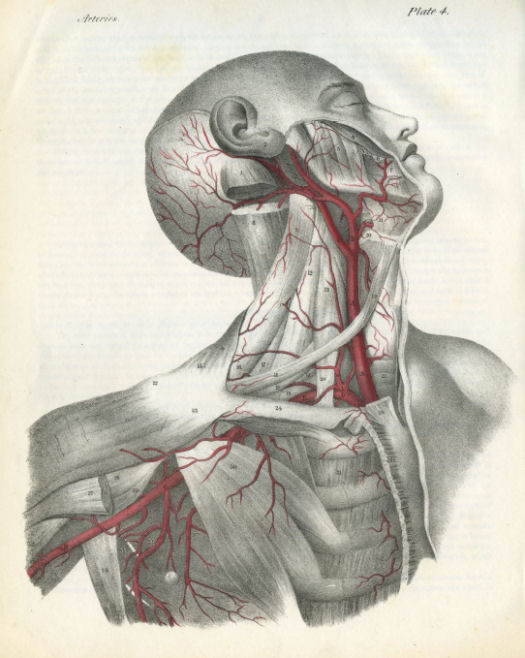 Anatomical Print