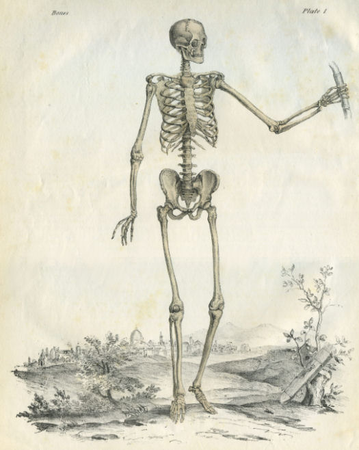 Anatomical Print