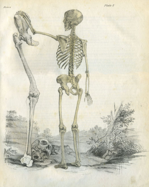 Anatomical Print