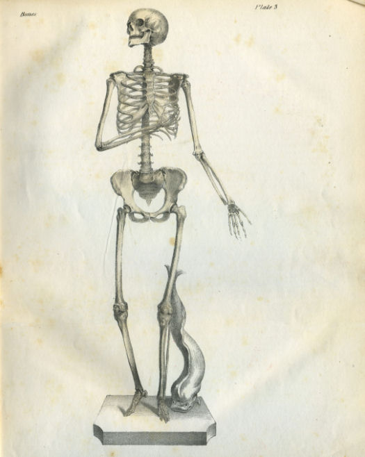 Anatomical Print