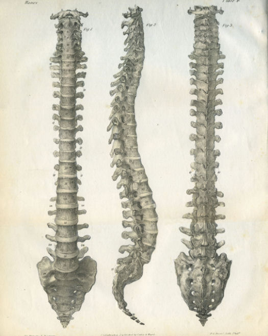Anatomical Print