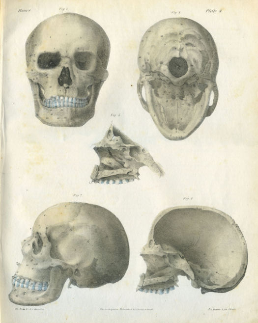 Anatomical Print