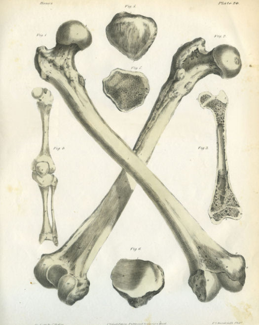 Anatomical Print