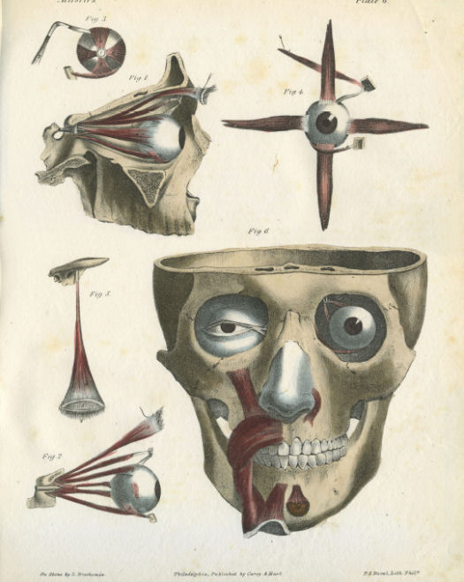 Anatomical Print